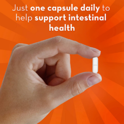 Align Probiotic Digestive Support Capsule